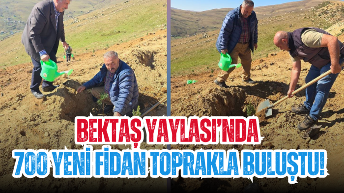 Bektaş Yaylası’nda 700 yeni fidan toprakla buluştu!