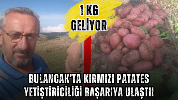 Bulancak’ta kırmızı patates yetiştiriciliği başarıya ulaştı!