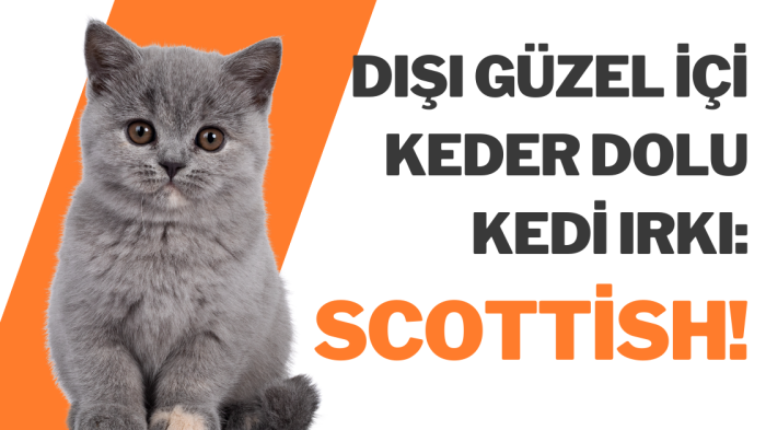 Dışı güzel içi keder dolu kedi ırkı: Scottish!