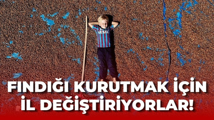 Fındığı kurutmak için il değiştiriyorlar!