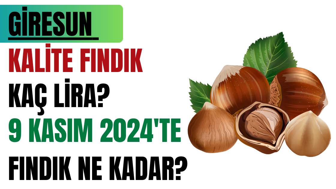 Giresun Kalite Fındık kaç lira? 9 Kasım 2024'te fındık ne kadar?