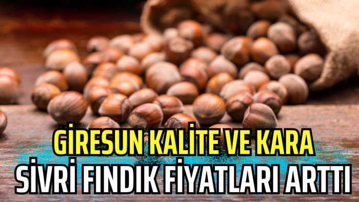 Giresun Kalite ve Kara, Sivri fındık fiyatları arttı