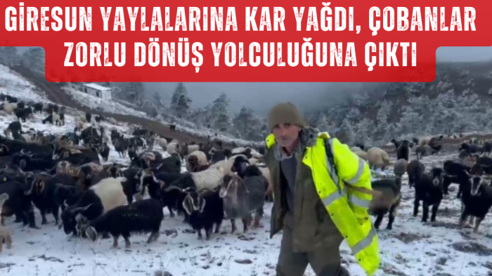 Giresun yaylalarına kar yağdı, çobanlar zorlu dönüş yolculuğuna çıktı