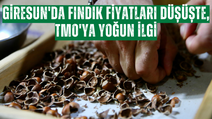 Giresun'da Fındık Fiyatları Düşüşte, TMO'ya Yoğun İlgi