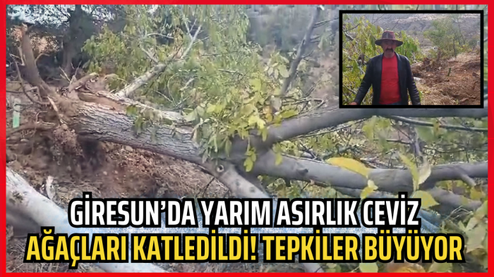 Giresun’da yarım asırlık ceviz ağaçları katledildi! Tepkiler büyüyor 