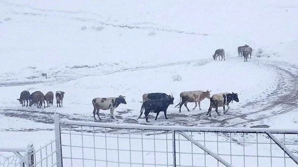 Gümüşhane yaylaları kar altında