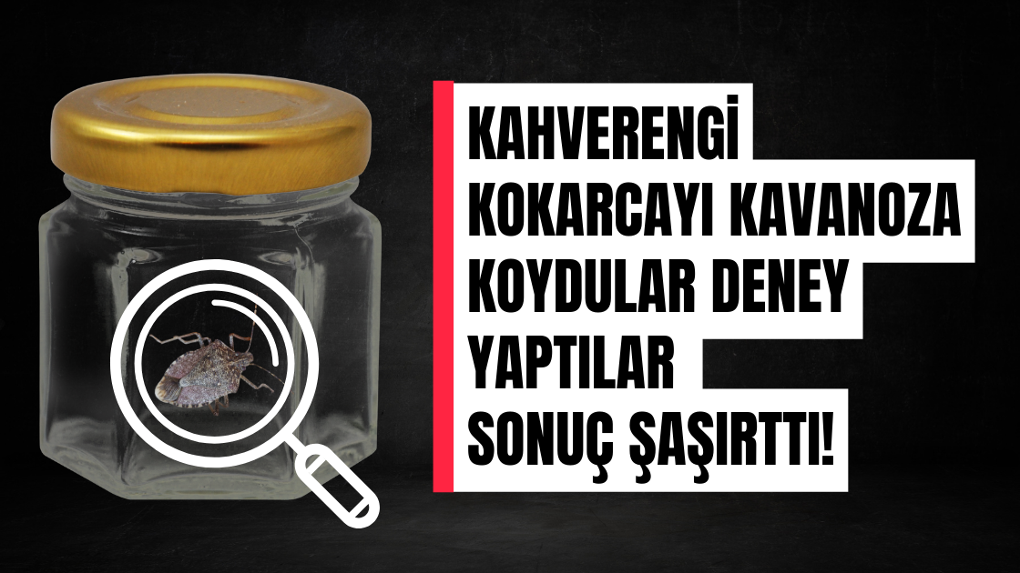 Kahverengi kokarcayı kavanoza koydular deney yaptılar! Sonuç şaşırtıcı